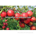 Apple Tree Seeds For Sale/Apple Trees From Seeds/Apple Trees From Seeds